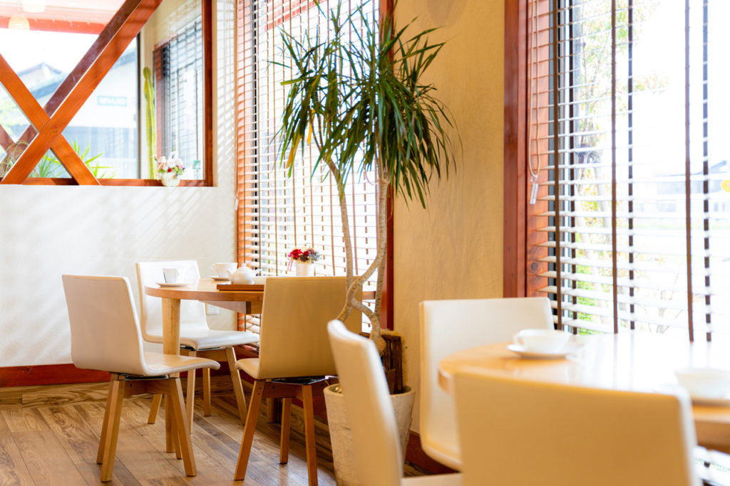 Sunlit warm-wood café interior with white chairs and a tall plant